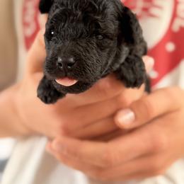 BB - Silver male Poodle puppy in Flagstaff, Arizona from Fido Dei Poodles