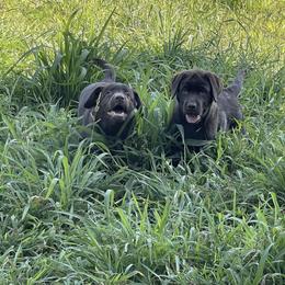 Labrador Retriever Puppies from Tag Hollow