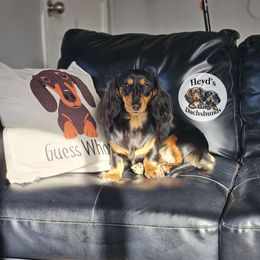 Pearl - Dachshund