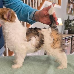 Chinese Crested and Scottish Deerhound Puppies from ConeraIsles Kennel