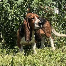 Basset Hound puppies from Sandhill Hounds of Nebraska