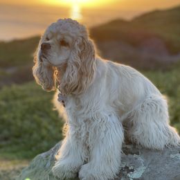 Diva - Cocker Spaniel