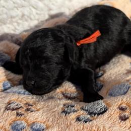 Doc Holliday - Black male Poodle puppy in Greenville, South Carolina from Wendy's House Of Poodles LLC