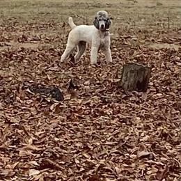 Aussiedoodle Puppies from Windbush