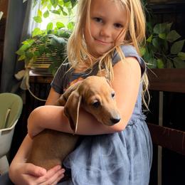 Bilbo - Cream male Dachshund puppy in Richwood, West Virginia from Wild and Wonderful Wieners