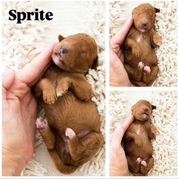 Sprite - Red  female Poodle puppy in Mesa, Arizona from Desert Doodles