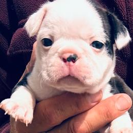 Gingers girl - Black brindle and white female Boston Terrier puppy in Yakima, Washington from Barnett’s AKC Boston Terriers