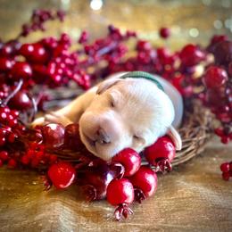 Labrador Retriever Puppies from Gochee Labs