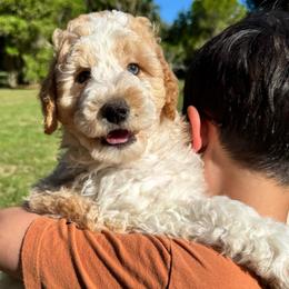 Rummy - Apricot male Goldendoodle puppy in Ocala, Florida from The Treasured Puppies Department