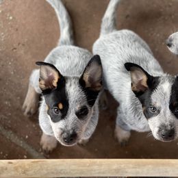 Australian Cattle Dog Puppies from Tin Roof Australian Cattle Dogs