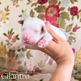 Cilantro - Parti male Goldendoodle puppy in Aubrey, Texas from The Parrish Doods