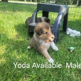 Collie Puppies from Jamie Jamie Andersen Andersen