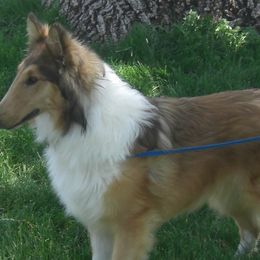 Tira - Collie