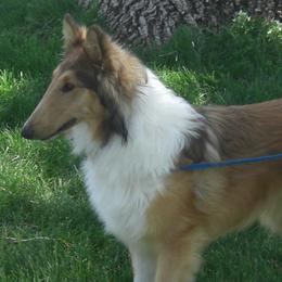 Tira - Collie