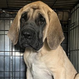 Bella - Mastiff