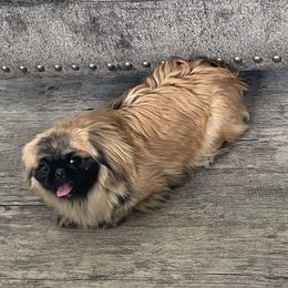 Max - Pekingese