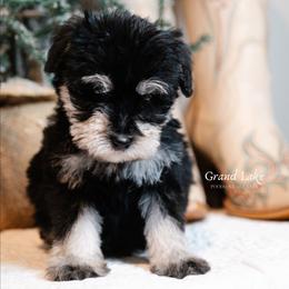 Chistery - Black and tan male Schnoodle puppy in Grove, Oklahoma from Grand Lake Poodles & Doodles