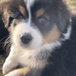 Australian Shepherd Puppies from South Ridge Aussies