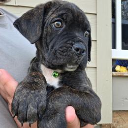 Green Collar Male - Black brindle male Cane Corso puppy in Lewistown, Montana from Corsi Amore Kennels
