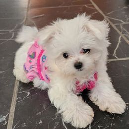 Katie - White female Maltese puppy in The Villages, Florida from My Precious Pups