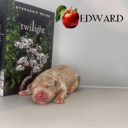 Edward - Lilac tri-color male American Bully puppy in Cocoa, Florida from Squash Blossom Bullies
