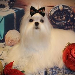 Rosie - Maltese