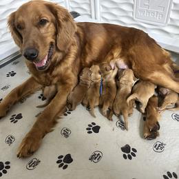 Belle - Dark golden female Golden Retriever puppy in Middleburg, Pennsylvania from South Hill Golden Retrievers