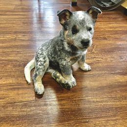 Australian Cattle Dog puppies from BoardCamp Kennels-AKC Australian Cattle Dogs