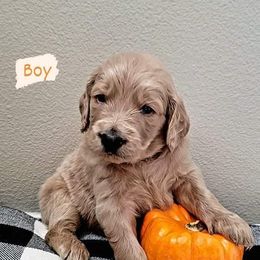 Goldendoodle Puppies from Kolle Goldendoodles