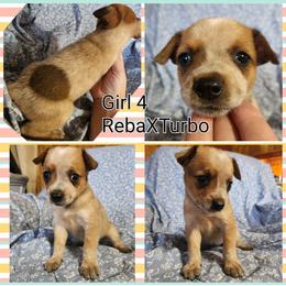 Girl 4 - Red mottled female Australian Cattle Dog puppy in Bradford, Arkansas from Cedar Rock Heelers and Kelpies
