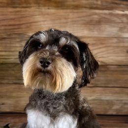 Cavalier King Charles Spaniels, Golden Retrievers, and Schnoodles from Fluffy Buttz