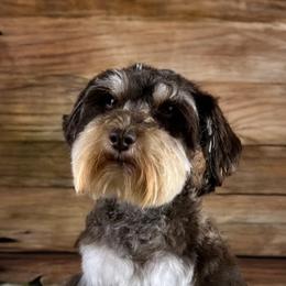 Cavalier King Charles Spaniels, Golden Retrievers, and Schnoodles from Fluffy Buttz