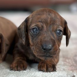 Riley - Brindle male Dachshund puppy in Crystal, Michigan from Mare-Bella Smoothcoat Edition