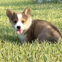 Pembroke Welsh Corgi Puppies from Pembroke Welsh Corgis at Belle Haven
