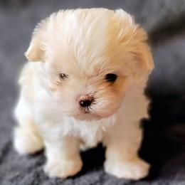 Little Miss - White and lemon male Maltese puppy in Allentown, Pennsylvania from Linda's Lovely Maltese