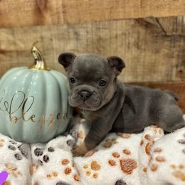 French Bulldog Puppies from Ballen Bulldogs