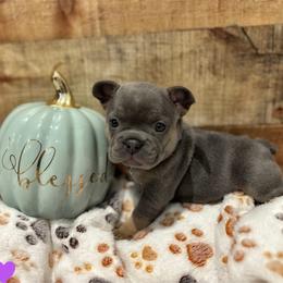 French Bulldog Puppies from Ballen Bulldogs