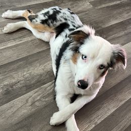 Marley - Miniature Australian Shepherd