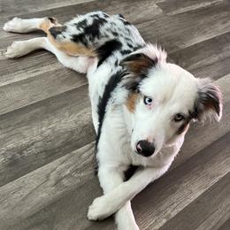 Marley - Miniature Australian Shepherd
