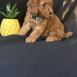 Light Blue Collar Boy - Apricot male Poodle puppy in Anaheim, California from SoCal Toy Poodles