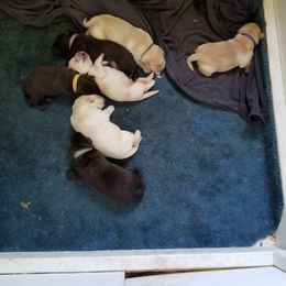 Labrador Retriever Puppies from Copper Creek Outfitters and Kennel