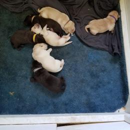 Labrador Retriever Puppies from Copper Creek Outfitters and Kennel