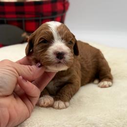 Sarah - Red female Cavapoo puppy in Melissa, Texas from Southern Love Cavapoos & Maltipoos
