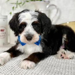 Blue boy - Tri-color male Bernedoodle puppy in Waukesha, Wisconsin from Bernedoodle Boutique (and Cavapoos)