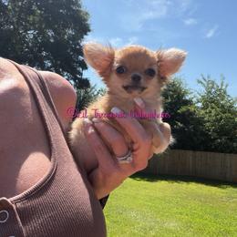 Tiny Harley Quinn - Sable spotted white female Chihuahua puppy in Anderson, South Carolina from Lil Treasures Chihuahuas