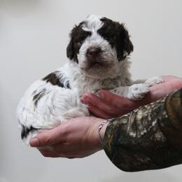 Lagotto Romagnolo Puppies from Royal and Loyal Lagotto Romagnolo