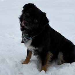 Australian Shepherds from Shelby McDonald