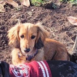 Jimmy Dean - Dachshund
