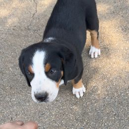 Girl 4- Yellow Girl - Black, white and red female Greater Swiss Mountain Dog puppy in Knoxville, Maryland from Dahlgren Swissys