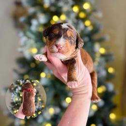 London (choc sable) - Sable male Bernedoodle puppy in Wamego, Kansas from Doodles of Oz